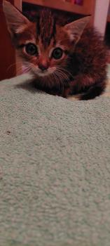Tigre Bild von Tigre