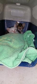 Tigre Bild von Tigre