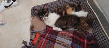 Tigre Bild von Tigre