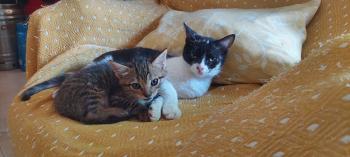 Tigre Bild von Tigre