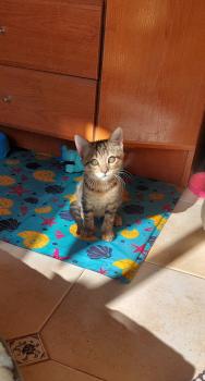 Tigre Bild von Tigre