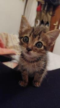 Tigre Bild von Tigre