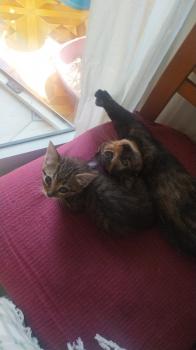 Tigre Bild von Tigre
