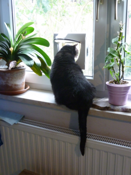 Susi Bild von Susi