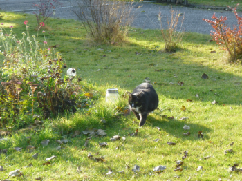 Susi Bild von Susi