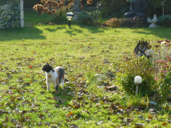 Petula Bild von Petula