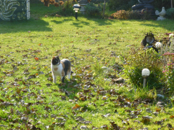 Petula Bild von Petula