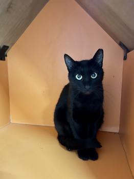 Blaqui Bild von Blaqui