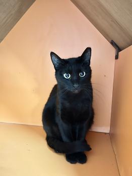 Blaqui Bild von Blaqui