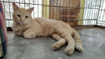 Garfield Bild von Garfield
