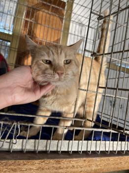 Garfield Bild von Garfield