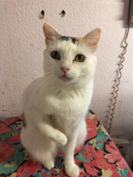 Manchitas Bild von Manchitas