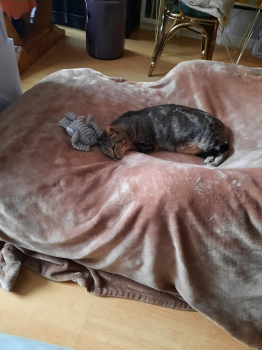 Gris Bild von Gris