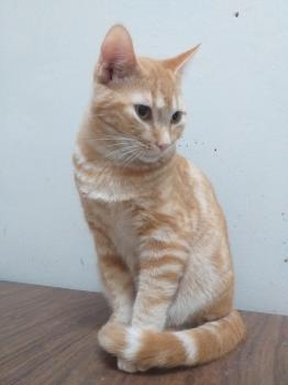 Stewie Bild von Stewie