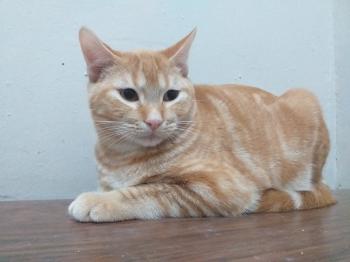 Stewie Bild von Stewie