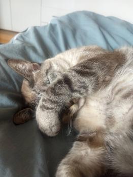 Reinita Bild von Reinita