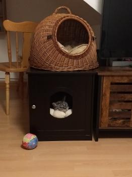 Reinita Bild von Reinita