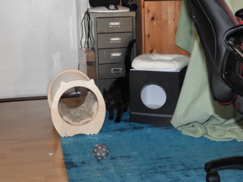 Bagheera Bild von Bagheera