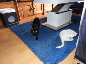 Bagheera Bild von Bagheera