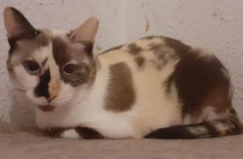Lizzy Bild von Lizzy