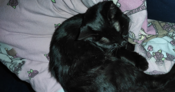 Bagheera Bild von Bagheera