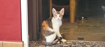 Miel Bild von Miel