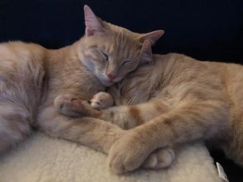 Pin Bild von Pin