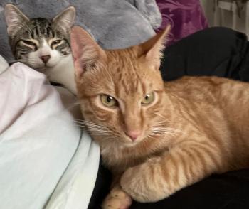 Brioche Bild von Brioche