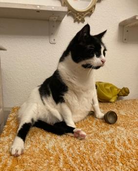 Nikito Bild von Nikito
