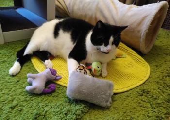 Nikito Bild von Nikito
