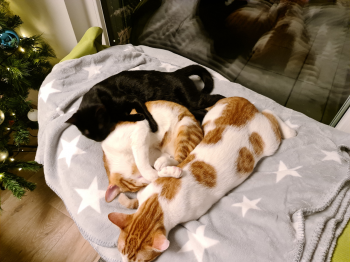 Soren Bild von Soren