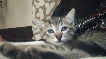 Rick Bild von Rick