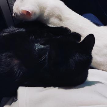 Bagheera Bild von Bagheera