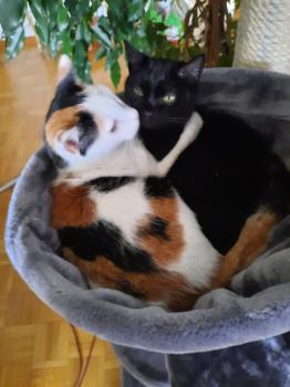 Bild von Allison