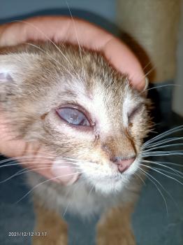 Cat Bild von Cat