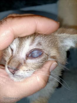 Cat Bild von Cat