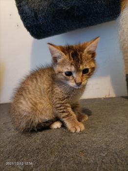 Cat Bild von Cat