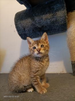 Cat Bild von Cat