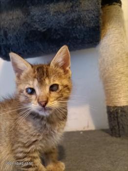 Cat Bild von Cat