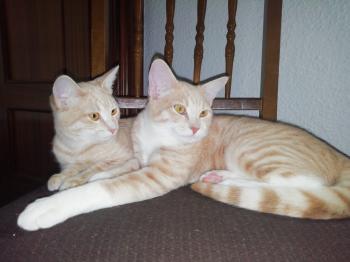 Ginger Bild von Ginger