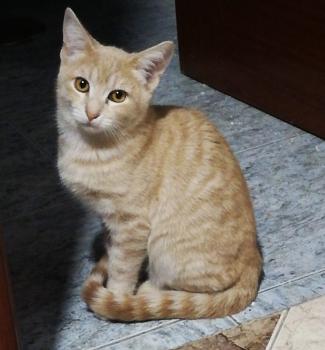 Ginger Bild von Ginger