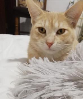 Ginger Bild von Ginger