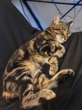 Piccola Bild von Piccola