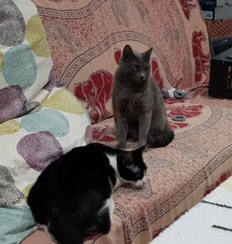 Titino Bild von Titino