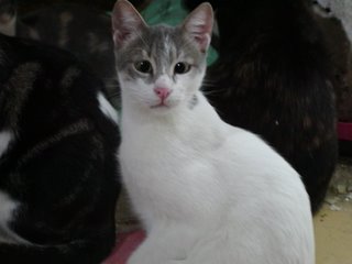 Lasheen Bild von Lasheen