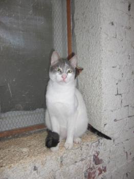 Lasheen Bild von Lasheen