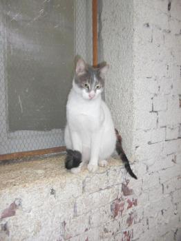 Lasheen Bild von Lasheen