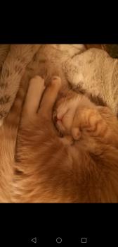 Dulce Bild von Dulce