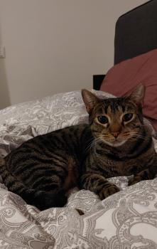 Lazlo Bild von Lazlo