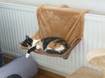 Petula Bild von Petula